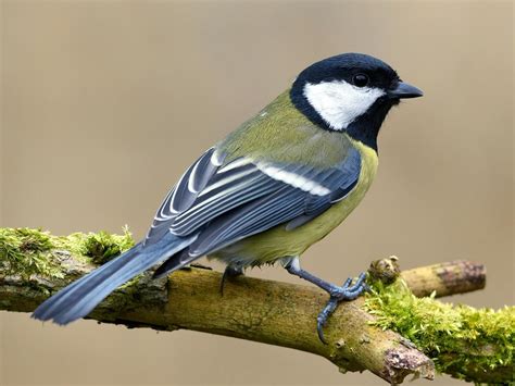 Tit (bird) .